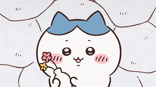 石の壁の前で、ピンクと黄色の小さな花を手に持ち、にっこりしているハチワレ。アニメ「ちいかわ」第161話「ほめられリボン②」の場面